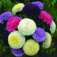 Астра смесь помпонная за 0,3 г