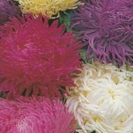 Астра смесь густомахровых за 0,3 г