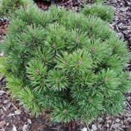 Саджанець Сосна Сompacta в контейнері