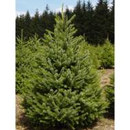 Саджанець Ялина сербська в контейнері