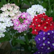 Вербена гибридная низкорослая смесь за 0,1 г