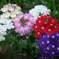 Вербена гибридная низкорослая смесь за 0,1 г