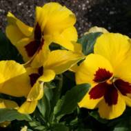 Виола маджестик за 0,05 г Двухлетняя