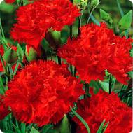 Гвоздика Гренадин Бордовый король за 0,2 г