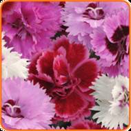 Гвоздика Китайская за 0,25 г