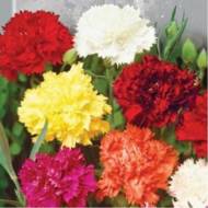 Гвоздика Шабо за 0,1 г