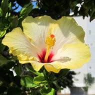 Гибискус Айс Крим за 0,2 г