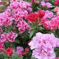 Годеция смесь махровая за 0,3 г