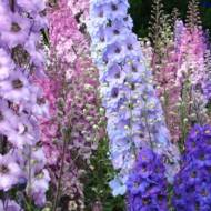 Дельфиниум многолетний смесь за 0,2 г
