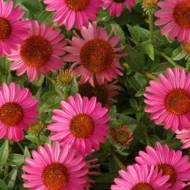 Эхинацея Дамская Шляпка розовая за 0,3 г