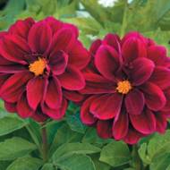 Георгина смесь Кровавая Мэри за 0,3 г