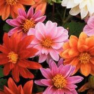 Георгина Ранняя Птичка махровая смесь за 0,3 г