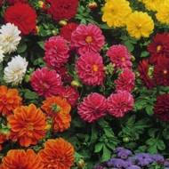 Георгина смесь Риголетто махровая за 0,3 г