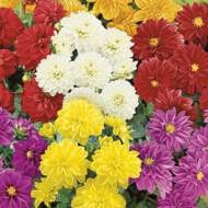 Георгина смесь махровая за 0,3 г