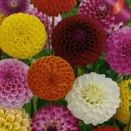 Георгина смесь Фараон помпонная за 0,3 г