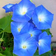 Ипомея голубая за 0,5 г