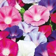 Ипомея смесь за 1 г