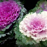 Декоративная капуста за 0,1 г