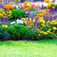 Цветочная смесь долгоцветущие за 1,5 г