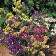 Цветочная смесь Икебана за 0,5 г