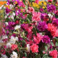 Кларкия смесь махровая за 0,3 г