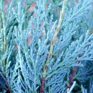 Саджанець Ялівець скельний Moonglow