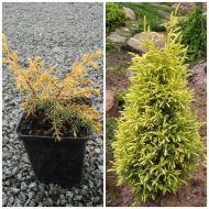 Саджанець Ялівець звичайний Gold cone в контейнері