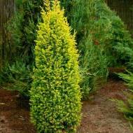 Саджанець Ялівець звичайний Goldmachangel в контейнері