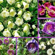 Кобея смесь за 0,3 г