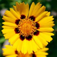 Кореопсис крупноцветковый  за 0,15 г