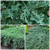 Саджанець Ялівець горизонтальний Вілтоні в контейнері