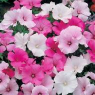 Лаватера смесь за 0,2 г