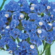 Кермек голубой за 0,05 г