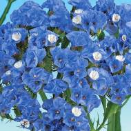 Кермек голубой за 0,05 г