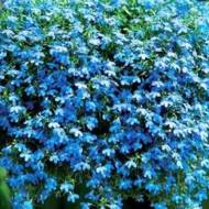 Лобелия Голубой фонтан за 0,1 г