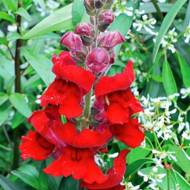 Львиный зев Монарх красный за 0,2 г