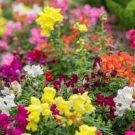 Львиный зев смесь Том Тумб за 0,2 г