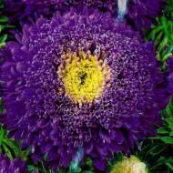 Астра Болеро Юнона за 0,3 г