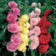 Мальва махровая (смесь) за 0,2 г