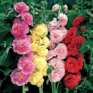 Мальва махровая (смесь) за 0,2 г