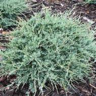 Саджанець Ялівець віргінський Blue Cloud в контейнері