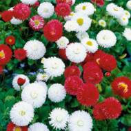 Маргаритка (смесь) за 0,1 г