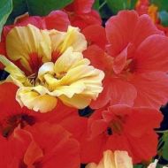 Настурция смесь махровая за 10 сем.