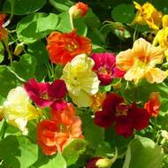 Настурция смесь за 1 г