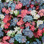 Незабудка смесь за 0,1 г