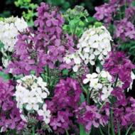 Ночная фиалка смесь за 0,5 г