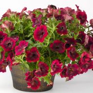 Петуния крупноцветовая Бордовая F1 за 10 сем.