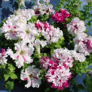 Петуния крупноцветовая Приветствие из Яромнерже F1 за 10 сем.