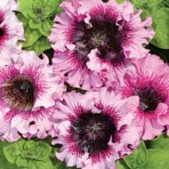 Петуния крупноцветовая Розеа F1 за 10 сем.