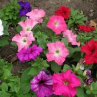 Петуния смесь Уникум за 0,3 г